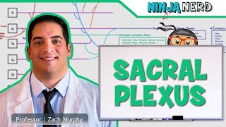 Neurology  Sacral Plexus [upl. by Egdamlat854]