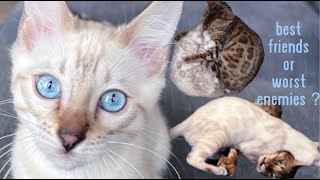 I Got A Bengal Cat For My Bengal Cat  Introducing the cats  One month update [upl. by Yeldua973]