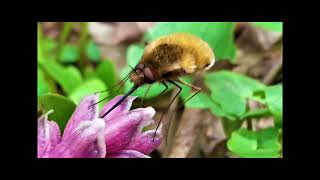 Bombylius Major  part 2  Eating laying eggs flight [upl. by Aremmat76]