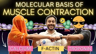 molecular basis of muscle contraction physiology  excitation contraction coupling physiology [upl. by Felicle]