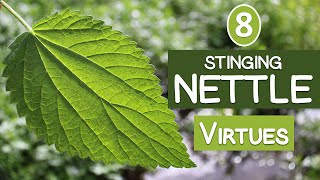 The 8 Virtues of STINGING NETTLE [upl. by Eirroc]