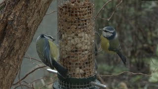 Weekend de comptage national des oiseaux des jardins [upl. by Meesaw]