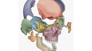 practical anatomy  posterior triangle [upl. by Veriee664]