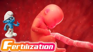 Fertilization  3D Animation [upl. by Arrio693]