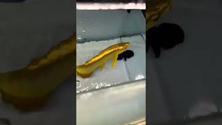 Golden arwana fish 🐠🐠 shorts shortsfeed viralvideo ytshorts [upl. by Ahseela]