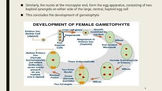 Lecture No 41 Structure And Development Of Megagametophyte [upl. by Iilek429]