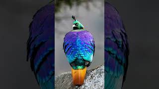 Pheasants documentary part 1 beautiful birds of the world [upl. by Scrivings]