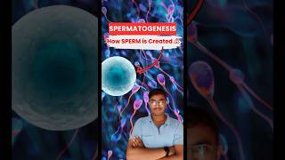 SPERMATOGENESIS 🔥 Secret of Sperm Creation 🤫  Biology NEET  Class 12th [upl. by Adiv]