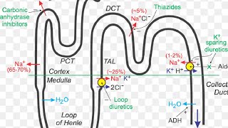 diuretics  pharmacology [upl. by Bancroft]