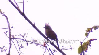 Hoary throated Barwing vocalizes loudly in Sikkim [upl. by Yeslehc314]