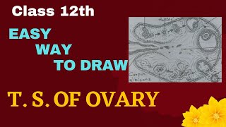 Easy to draw TS of mammalian ovary [upl. by Rebmik7]