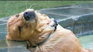 The LAZIEST Dogs in the world are right here 🤣🐶 NEW Funny Dog Videos [upl. by Japha]