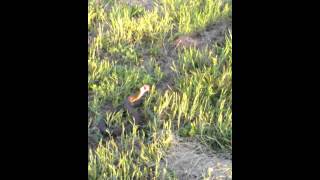 Water moccasin caught with rod and reel [upl. by Manvil602]