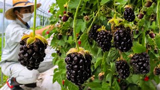 How to Farming Millions Pounds Of Blackberry  Blackberry Cultivation And Harvesting Technique 2023 [upl. by Leid]