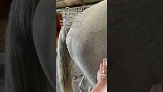 Watch the whole video 😁 horse horseplay horseenthusiast equestrian horseshowlife horsefan [upl. by Hough]