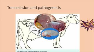 Pathology Of Salmonellosis In Animals [upl. by Tower]