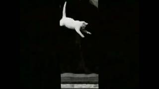 The first video with cat By Etienne Jules Marey 1894 [upl. by Rafaj]