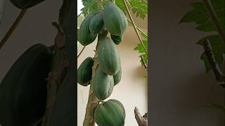 Papaya Tree  lts leaf juice is very usefull for dengue patient papaya healthy fruit yt shorts [upl. by Jessalin]