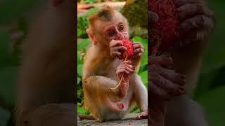 Lovely baby monkey monkey babymonkey [upl. by Nitsraek]