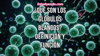 ¿Qué son los glóbulos blancos Definición y función [upl. by Mira]