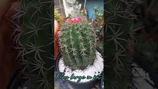 1st florwering after the headache large Melocactus Zehntnerrii melocactuszehntnerii [upl. by Ballou400]