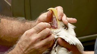 These Game Wardens Are Helping An Injured Bald Eagle  Lone Star Law [upl. by Eolc]