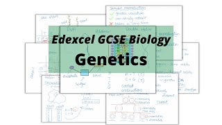 The WHOLE of Edexcel GCSE Biology GENETICS [upl. by Eiduj]