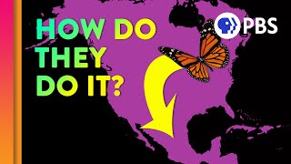 Unraveling the Great Butterfly Migration Mystery [upl. by Navada600]