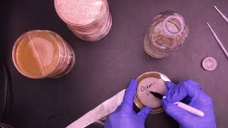 Fecal Coliform Bacteria Tests [upl. by Edea]