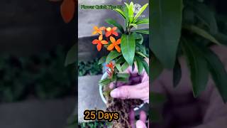 How to Grow Ixora Coccinea flowers from cuttings at home for beginners  Ixora [upl. by Dareece518]