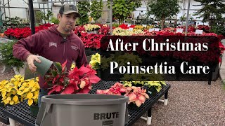 After Christmas Poinsettia Care [upl. by Enyad]