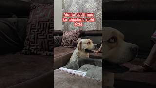 To chashma kisne todadoglover Labradorpetlover trending videoshorts [upl. by Dwan]