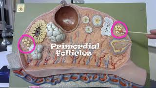 anatomy practical exam model of the ovary [upl. by Ruth]