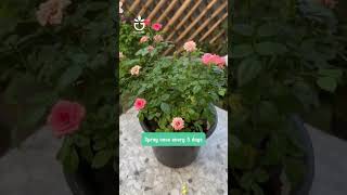 Treating your flowering plants link product in Bio 🍀garden greenrose namrose [upl. by Vassar]