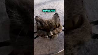 Gato Enojado con su Dueño por Dejarlo Encerrado 😡 [upl. by Briny]