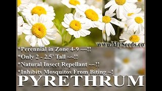 PYRETHRUM DAISY SEEDS Chrysanthemum cinerariifolium PYRETHRUM FLOWER HERB SEEDS on wwwMySeedsCo [upl. by Kcirdlek786]