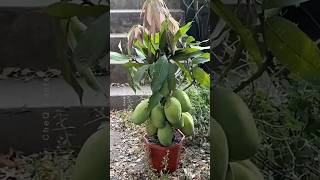 How to Graft a Mango Tree 🥭 New Technique of Growing Mango plants farming shorts [upl. by Yahsram]