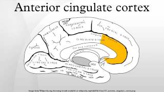 Anterior cingulate cortex [upl. by Mat]