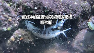 魚缸中的益蟲水質好壞的指標櫛水虱Asellus aquaticusWater louse [upl. by Mike]