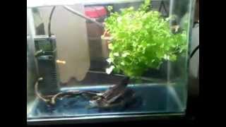 Growing rotating floating hydrocotyle planted tank [upl. by Illek356]