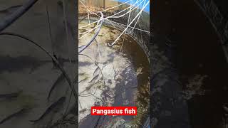 Pangasius harvesting biofloc fishfarming villagefishing shorts pangasius tank catfish [upl. by Yknip]