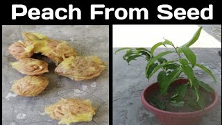 How To Grow Peach From SeedsEasy To Grow At Home घर पर पीच आड़ू को सीड से कैसे उगाएं [upl. by Ahsiral334]