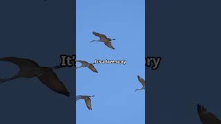 🕊️ Sandhill Cranes A Dance for Life 💃🕺 shorts video animals facts birds crane [upl. by Blanchette]