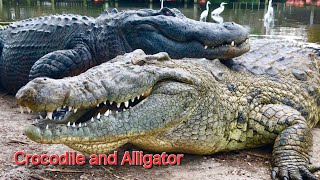 Crocodiles and Alligators The Ancient Predators nature animal wildlife [upl. by Aleron867]