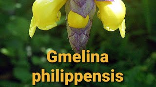 Gmelina philippensis [upl. by France]