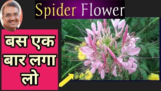 How To Grow Cleome gynandra  Spider Flower Care [upl. by Katha]