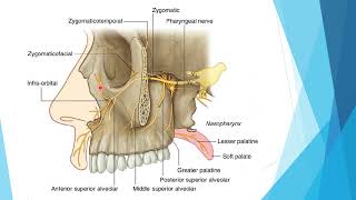 6 pterygopalatine fossae [upl. by Nyleahcim876]