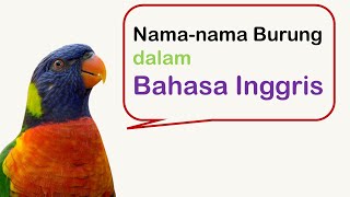 Mengenal Namanama Burung dalam Bahasa Inggris animals belajarbahasainggris vocabulary speaking [upl. by Lahcear52]