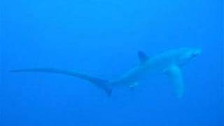 八丈島ダイビング ニタリ－Thresher shark at Hachijojima Tokyo Japan [upl. by Weidner]