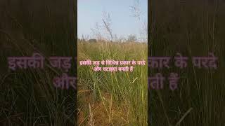 grass vetiveria shortsbetayoutube sitapur [upl. by Doti]